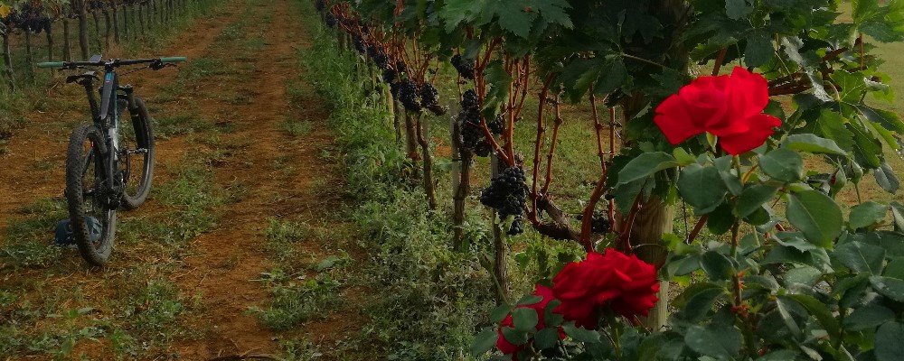30° Granfondo Del Brunello E Della Val D’Orcia. 11-12-13 Ottobre 2019, Tutte Le Iniziative